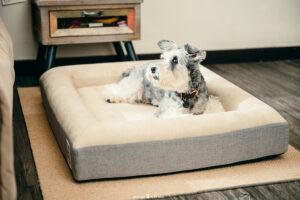 Orthopedic Dog Bed