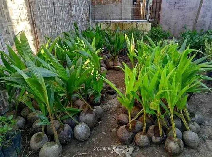 dwarf coconut seedlings 