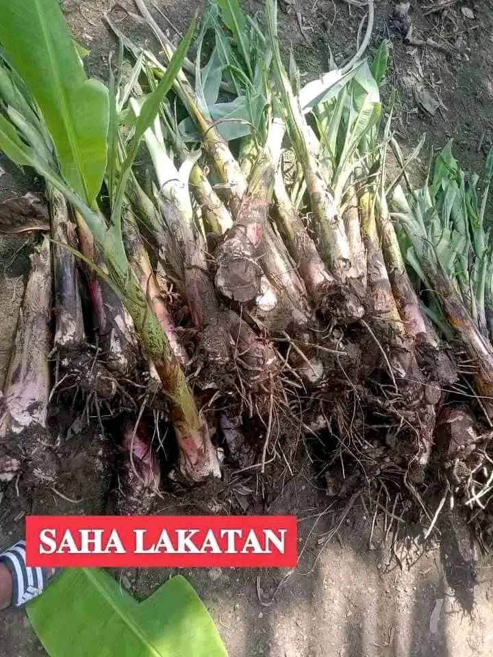 Saha lakatan orange pulp variety