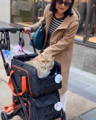 One Pet Stroller with TWO Detachable Expandable Carrier at Manhattan NYC