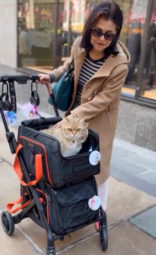 One Pet Stroller with TWO Detachable Expandable Carrier at Manhattan NYC