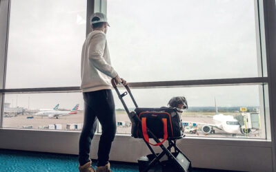 Airlines approved Pet Stroller and Carrier