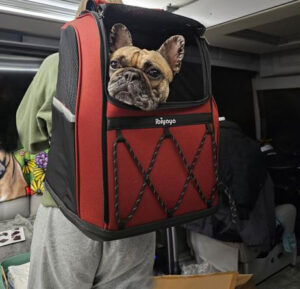 English Bulldog Backpack