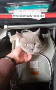 in cabin pet carrier